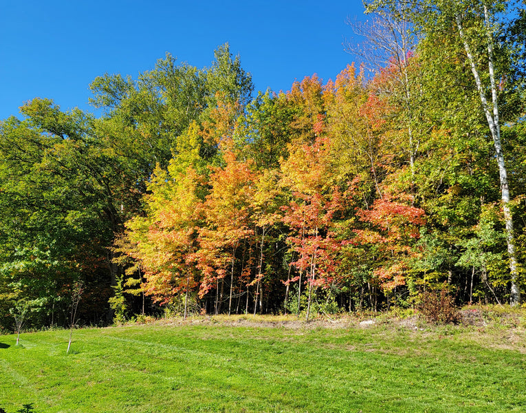 Fall Is Coming Fast!